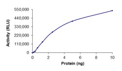 Sino Biological&nbsp;Recombinant Human AMPK (A1/B1/G2) Heterotrimer Protein (Full Length, A1/B1/G2, His & GST Tag), Active